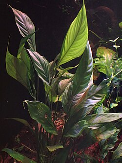 Bucephalandra motleyana