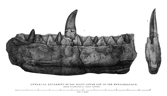 Lithography from William Buckland's "Notice on the Megalosaurus or great Fossil Lizard of Stonesfield", 1824. Caption reads "anterior extremity of the