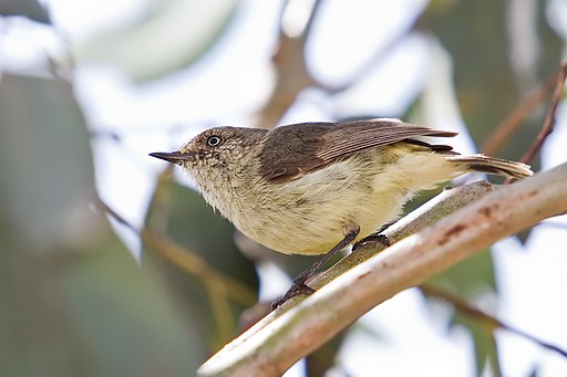 Buff-rumped Thornbill