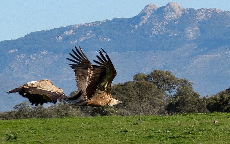 File:Buitres Extremadura.jpg