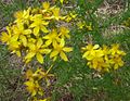 Bulbine bulbosa