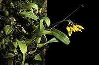 Bulbophyllum retusiusculum Rchb.f.- Gard. Chron. 1869- 1182 (1869) 20211124 102413.jpg