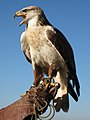 Ferruginous Hawk (Buteo regalis)