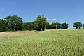 * Nomination: Trees in the protected landscape area of Steinberg in Gilching, Bavaria, Germany --Kritzolina 08:49, 28 June 2024 (UTC) * * Review needed