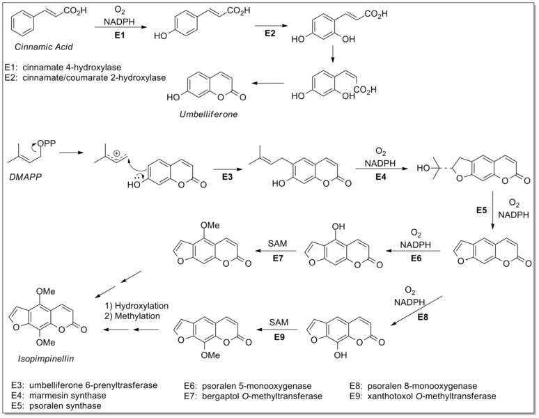 File:CHEM257.png