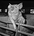 CNRZ 1960 Porcs Large White en porcherie -6-cliche Jean Joseph Weber.jpg