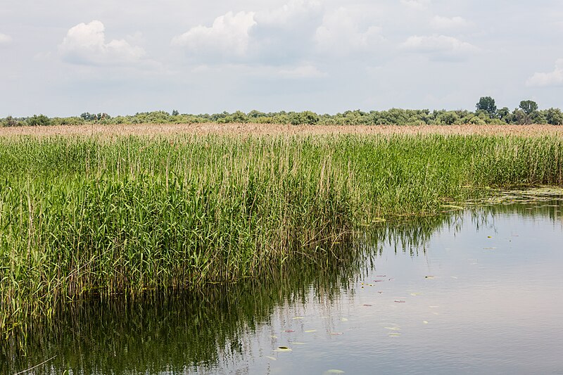 File:Cañas (Phragmites australis), Delta del Danubio, Rumanía, 2016-05-28, DD 23.jpg