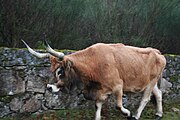 Cachena cow.jpg