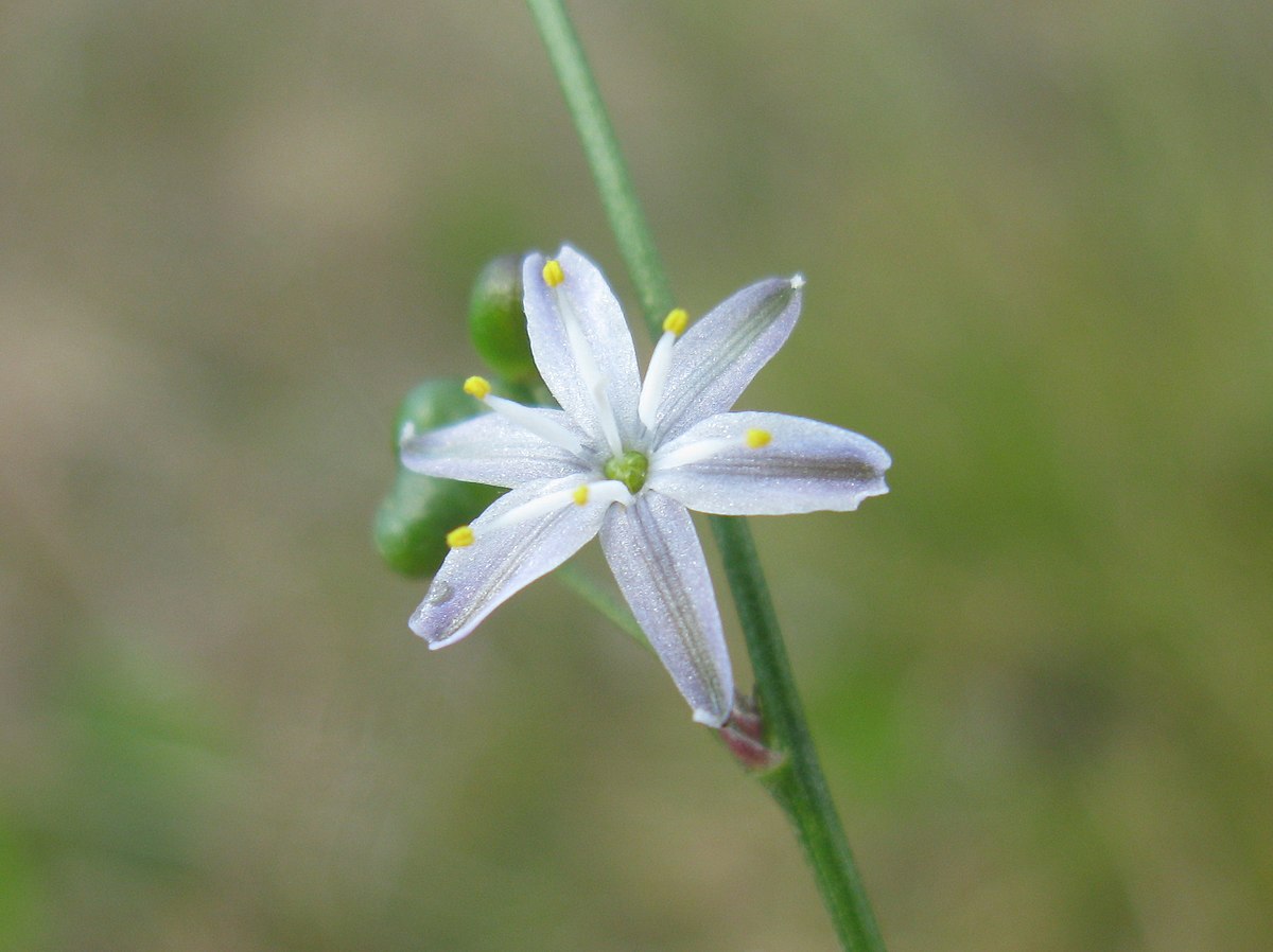 TÌNH YÊU CÂY CỎ ĐV 8  - Page 55 1200px-Caesia_parviflora_1