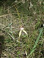 Caladenia swartsiorum