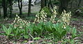 Calanthe discolor