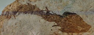 <i>Callistomordax</i> Extinct genus of amphibians