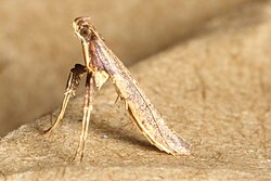 Caloptilia linearis (1) (cropped).jpg