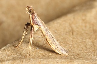 <i>Caloptilia linearis</i> Species of moth