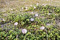 ハマヒルガオ Calystegia soldanella