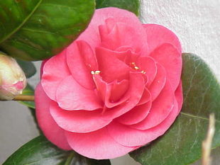 Kamelia i den dyrkede variant med fyldt blomst.