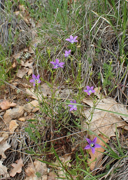 File:Campanula phrygia kz01.jpg