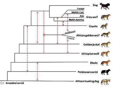 Canis hybridisation in the distant past Canis early hybridisation.jpg