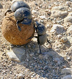 Cape Flightless Dung Beetles (Circellium bacchus) on a ball of elephant dung ... (52658371792).jpg