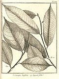 Caraipa 3.latifolia 4.angustifolia Aublet 1775 pl 224.jpg