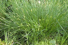 Žvaigždėtoji viksva (Carex echinata)