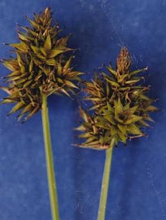 <i>Carex pachystachya</i> Species of grass-like plant