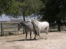 Carthusian foals at a stud in Andalusia. Carthusian colts - Andalucia, Spain Private Tour - June 2007.jpg