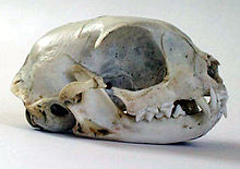 Cat skull Cat skull.jpg