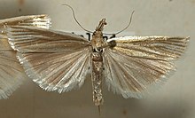 Catoptria.lithargyrella.mounted.jpg 