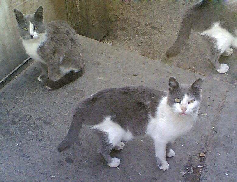 File:Cats-2.jpg