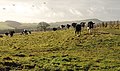 Cattle near Wallaford Cross - geograph.org.uk - 1126635.jpg