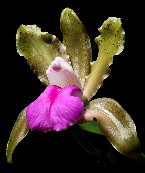 File:Cattleya bicolor subsp. bicolor (37140377664) - cropped.jpg