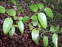 Celtis paniculata juvenilní.JPG