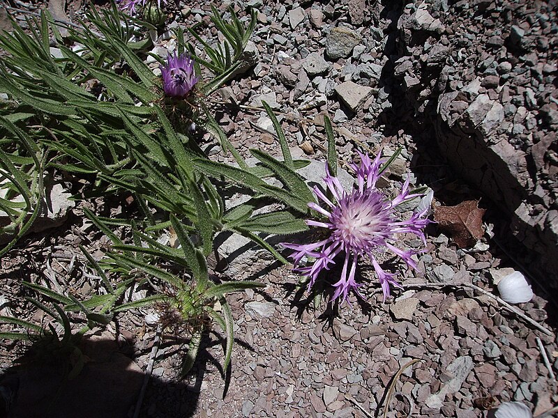 File:Centaurea linifolia maig i juny 2007 048.JPG