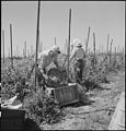 Centerville, California. Young workers of Japanese ancestry picking peas on an Alameda County farm, . . . - NARA - 536450.jpg