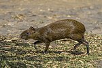 Thumbnail for Central American agouti