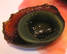 Century egg Century egg.jpg