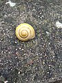 Unkown yellox snail 7.jpg