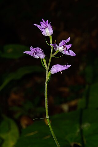 Cephalanthera rubra