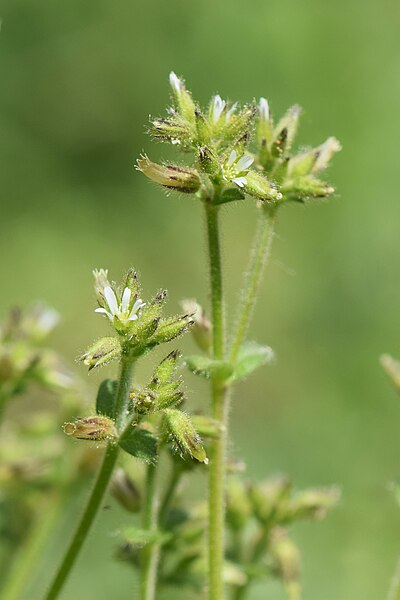 File:Cerastium brachypetalum kz03.jpg