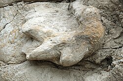 Ceratopsipes goldenensis (dinosaur trackway) (Laramie Formation, Upper Cretaceous; Parfet Prehistoric Preserve, Golden, Colorado, USA) 20.jpg