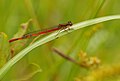Small red damselfly (Ceriagrion tenellum) à Pen-er-Malo.