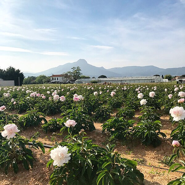 File:Champs de pivoines.jpg