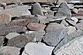 * Nomination Mani Stones near Char / Ladakh, India --Imehling 17:19, 8 November 2023 (UTC) * Promotion  Support Good quality. --Jakubhal 20:06, 8 November 2023 (UTC)