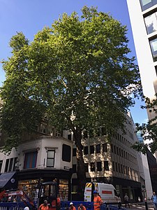 Cheapside plane tree.jpg