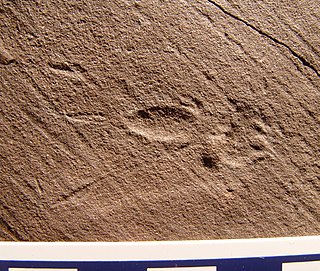 <i>Cheliceratichnus</i> Trace fossil