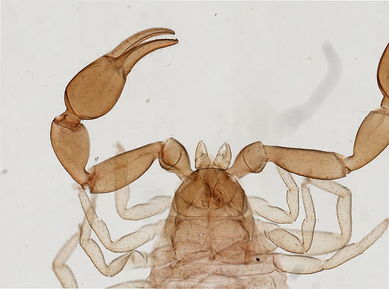 File:Chelifer cancroides (YPM IZ 098207).jpeg