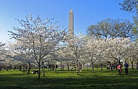 Kirsebærblomster og Washington Monument.jpg