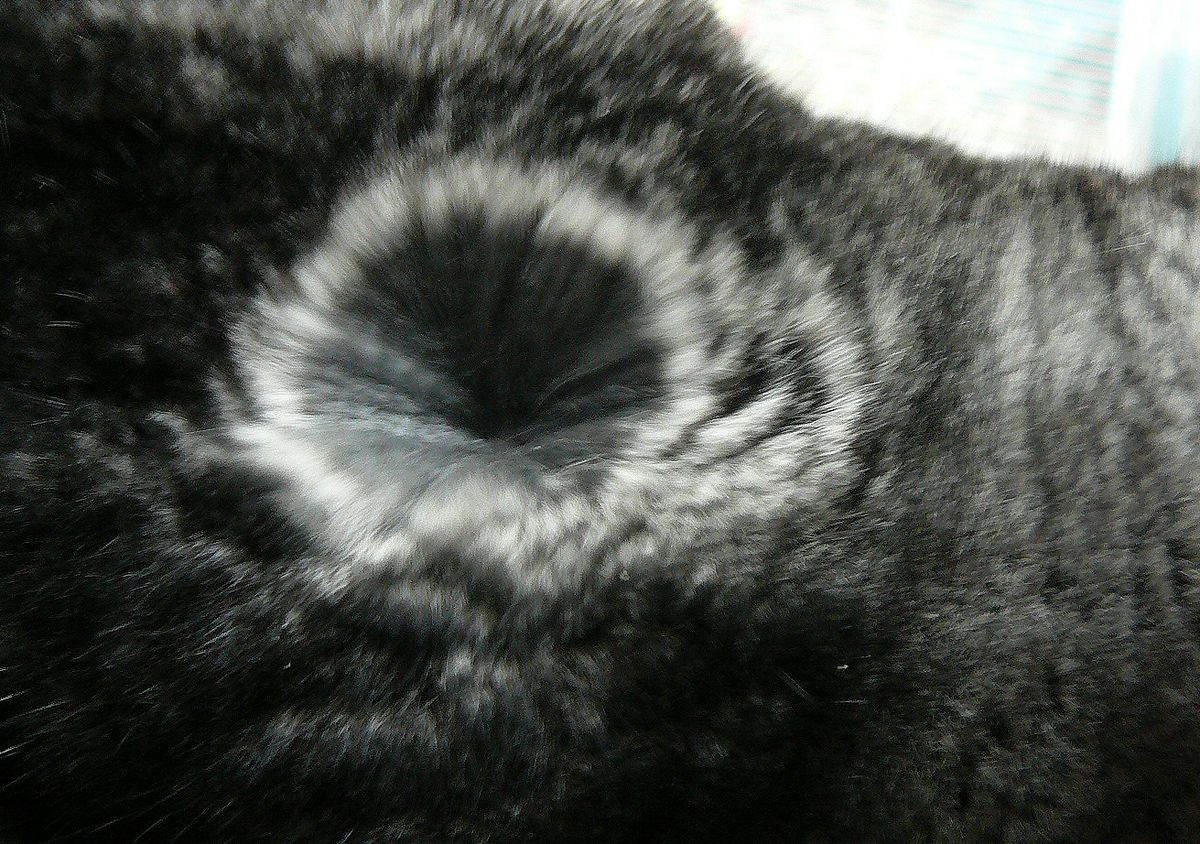 File:Chinchilla-fur.JPG - Wikimedia Commons