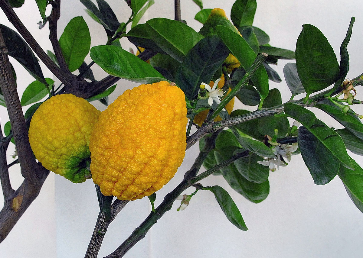 Citron - Wikipedia